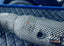 EXHAUST CATLESS DOWNPIPE for MASERATI GHIBLI 2.0T 2021+ Material: Stainless Steel Optionally: For extra cost we can add heat shield protection 200 cell catalytic converter