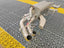 VALVED EXHAUST CATBACK MUFFLER for AUDI R8 (4.2L) V8 2006 - 2012 Valved exhaust, meaning that has remote, controlled valves - allowing a switch between an aggressive loud sports sound and a sound that is closer to the OEM sound. Set includes: Muffler with valves