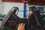 DRY CARBON BODY KIT for LAMBORGHINI REVUELTO 2023+ FORZA PERFORMANCE custom fit Duke Dynamics
Set includes:
Front Lip
Hood Bonnet
Side Skirts
Engine Cover
Rear Spoiler Wing
Rear Diffuser
Material: Dry Carbon
NOTE: Professional installation is required.